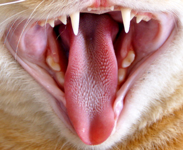 猫嘴细节:舌头上全是刺!(图)