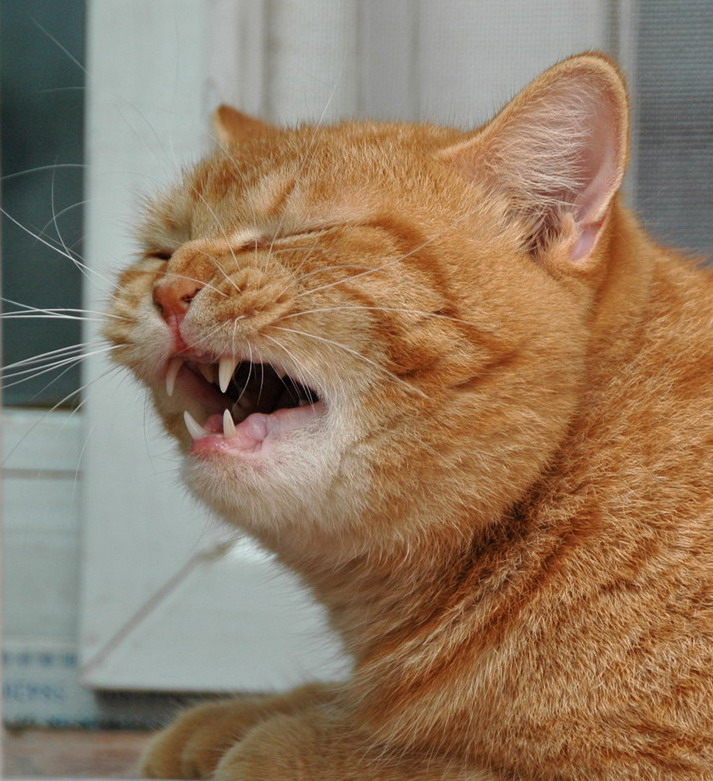 求救 猫咪一吃东西就打喷嚏是怎么回事