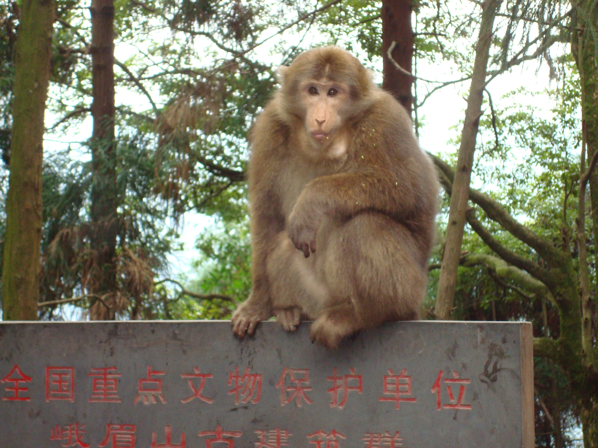 上周去了趟峨眉山,爬到了3000多米的金顶,看到野生流氓猴,厉害呀!