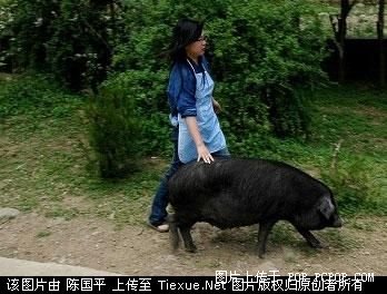 网友实拍:农村小学敢杀猪的美女老师