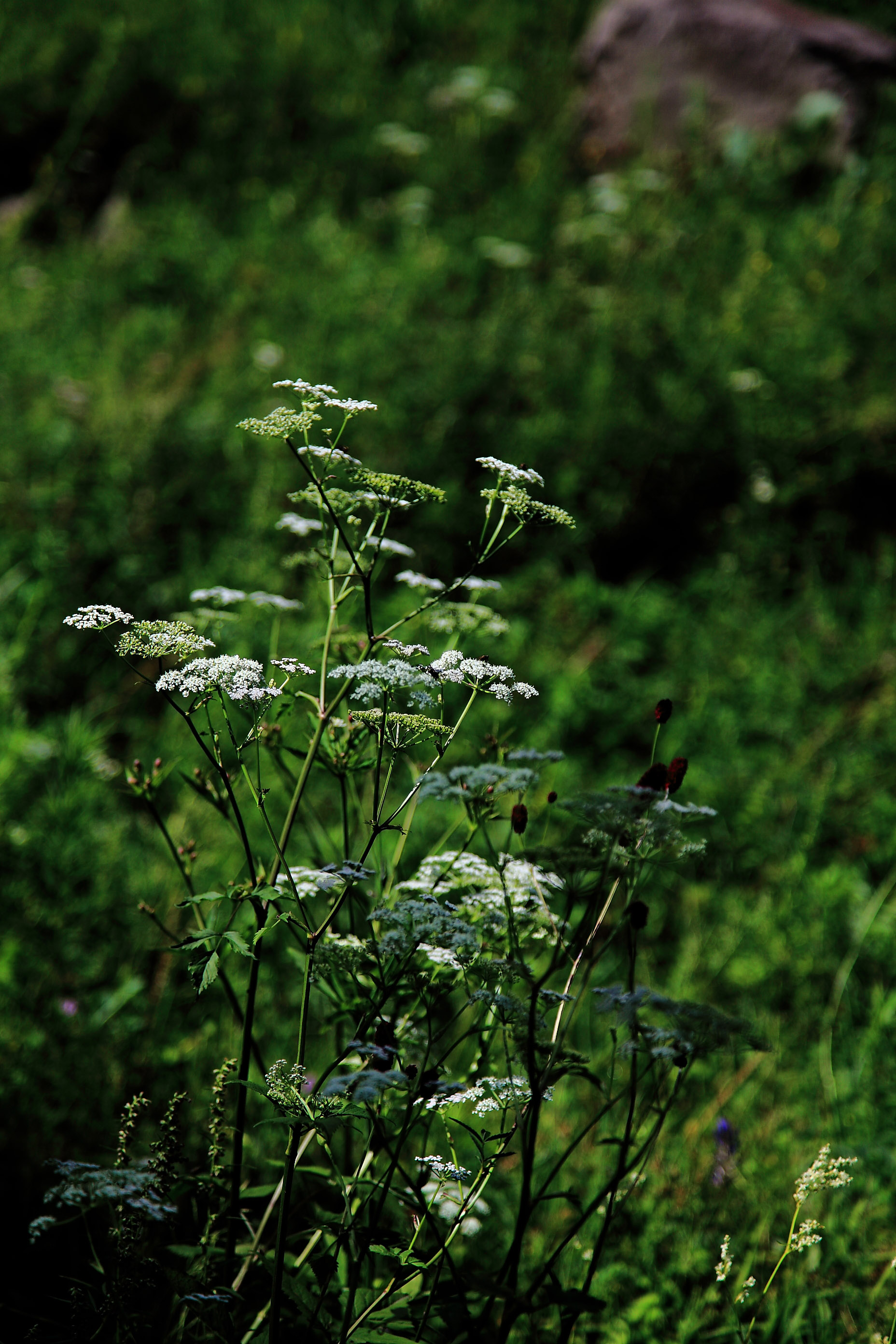 2010崇礼避暑之山花野草