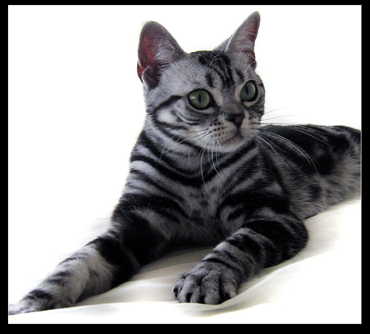 8 american shorthair 美国短毛猫