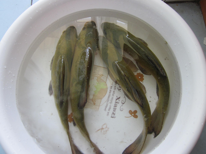分别是鲤鱼,丁桂鱼,观赏鱼和青鱼(一个池子),丁桂鱼很好钓,新手可以