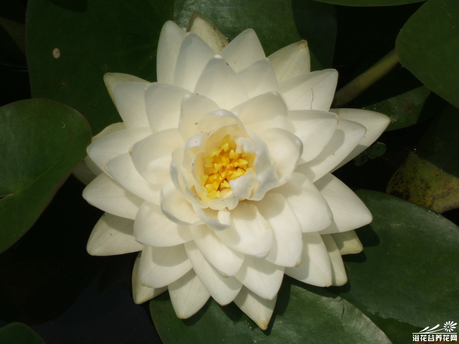 送给你的。<em>祝</em>老奶奶<em>生日快乐</em>_