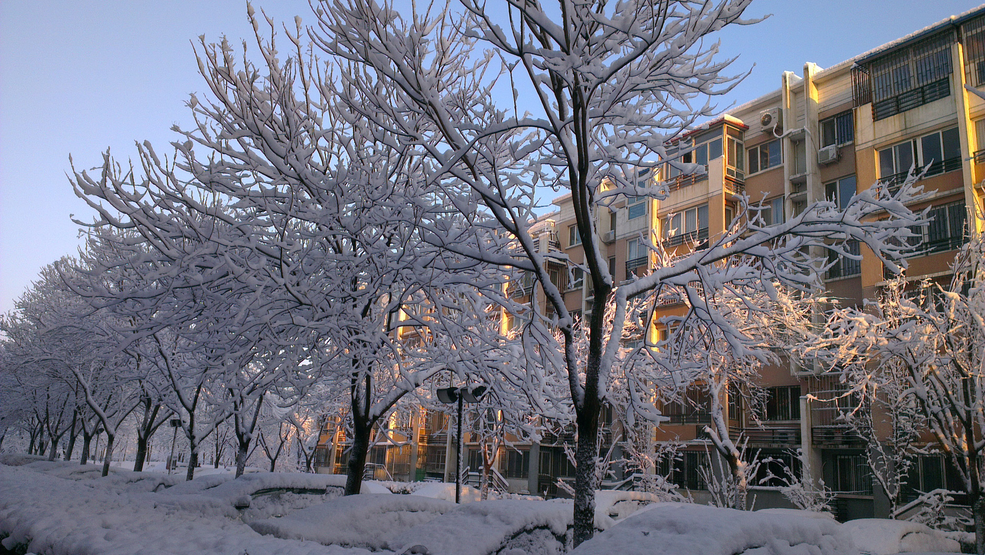 秀几张昨天早晨小区里的雪景,手机拍的,话说一冬天也没见到过这么美的