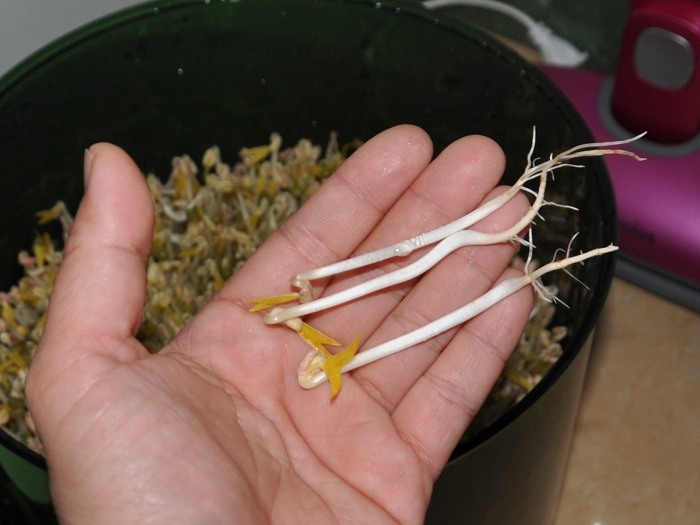 因为我对市面上豆芽机的功能,一直心存疑虑:有的豆芽机只能发绿豆芽