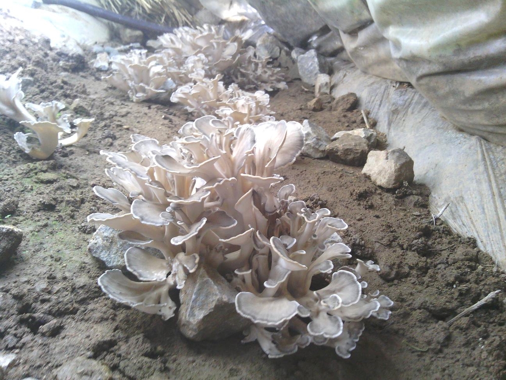 栗蘑种植