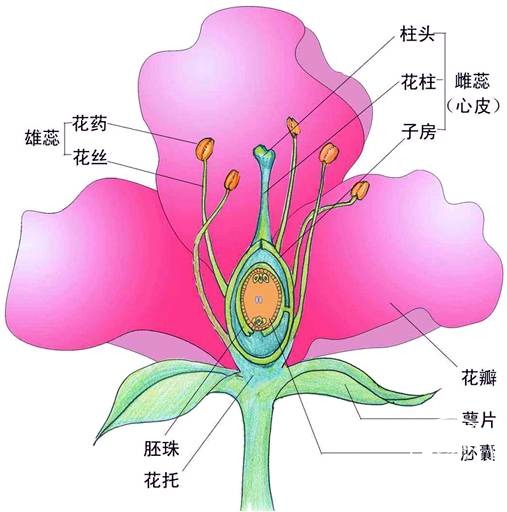第一节 花的结构 2,解剖顺序 由外到内 3,珍惜实验材料连翘木犀科