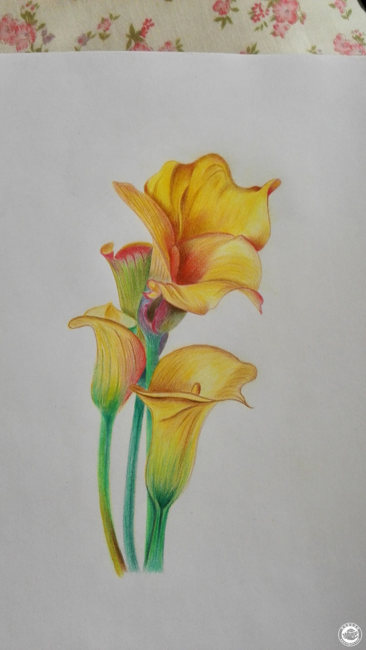 手绘是一种信仰彩铅花卉习作