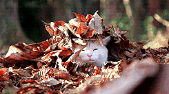 20181010104106_72.gif 微信图片_20181010103720.gif