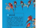 我这里有电子版的动物百科全书关于鸟的，有喜欢的可以联系我