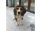 求置顶!谁家丢狗了?小比格犬!几个月大,有图!主人快点来领!