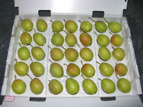 正宗中国新疆库尔勒<em>香梨</em>春节前第一次团购_回