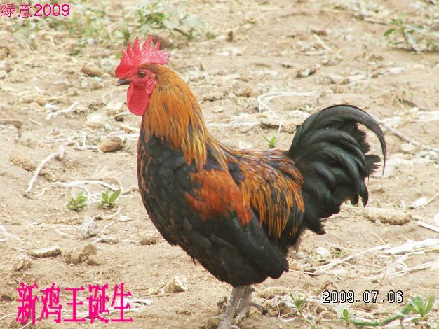 我家散养的绿壳蛋鸡和鸡蛋(67)