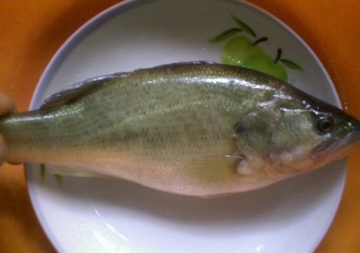 桂花鱼18元一斤,桂花鱼和金鲳鱼一样