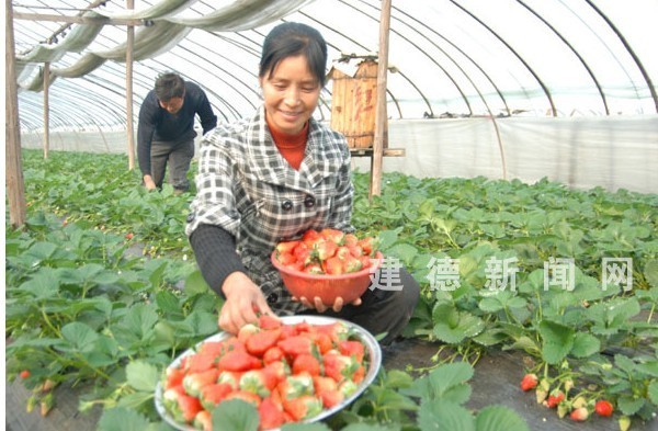 八达岭野生动物园、昌平国际草莓节、温都