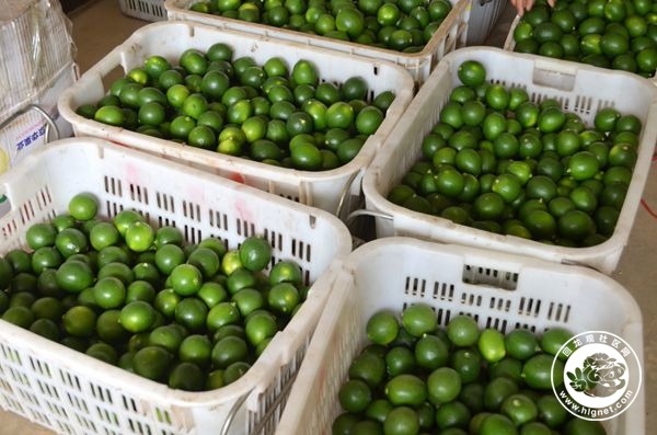 海南青柠檬5斤装 产地直发 包邮韵达快递