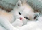 猫咪之望
