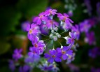春暖花开