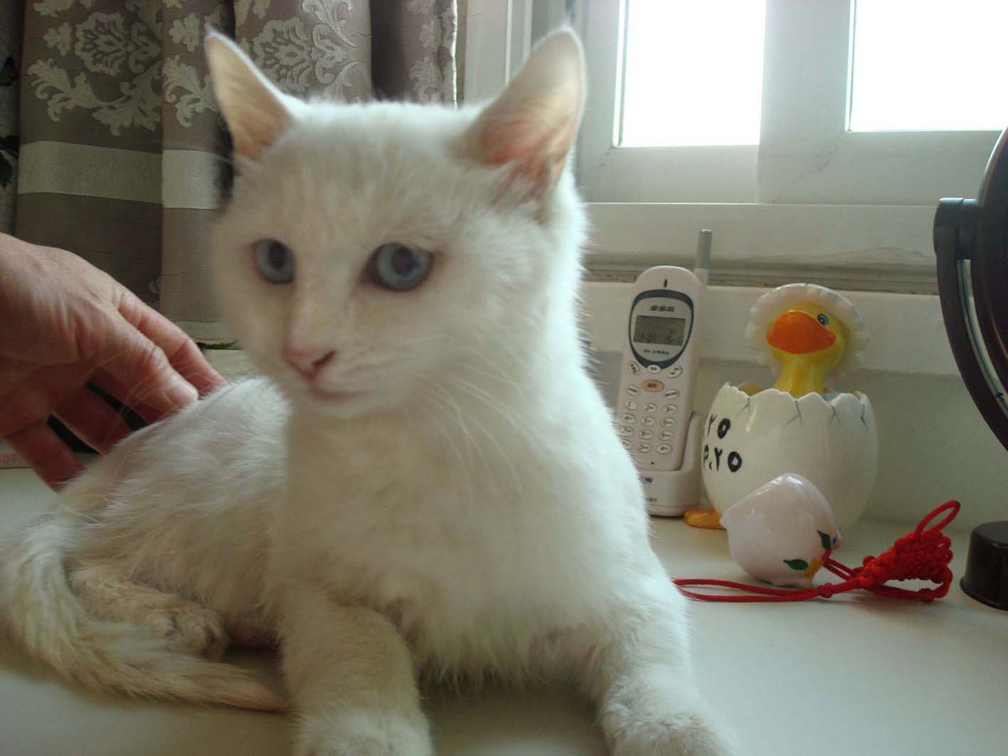 蓝眼睛的玳瑁猫图片