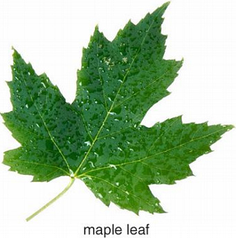 maple