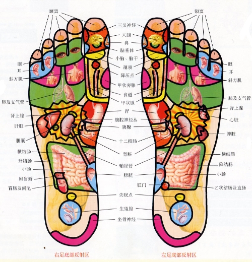 人体脚面经络图图片