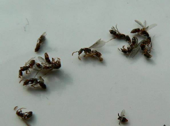 这两天卧室突然出现很多带翅膀的蚂蚁从墙边的踢脚线地下爬出来的不