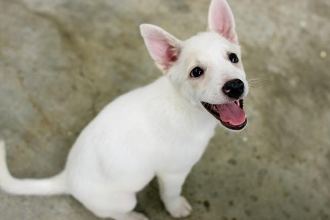 尾巴尖白色的狗图片