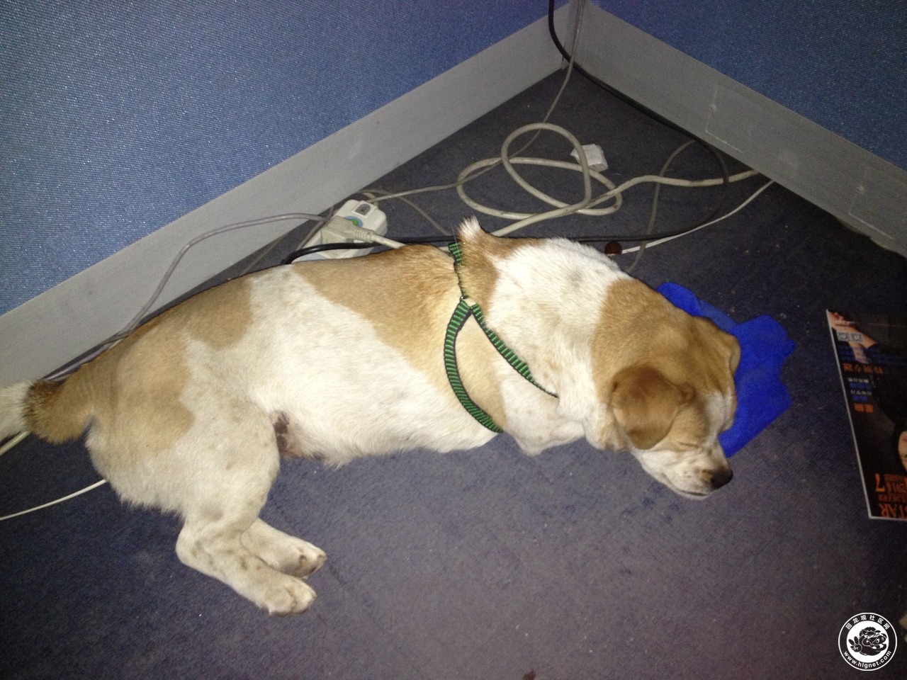 龙华园小区附近捡到一条小狗,母狗,身上戴着牵引绳,请主人与我联系,或