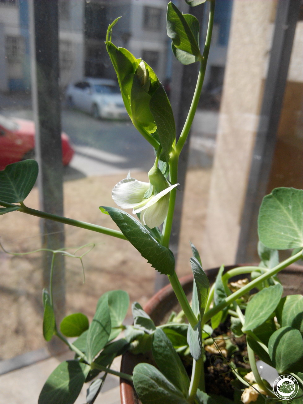 【43号】 【农业嘉年华抢票征文】 我家窗台上的小豆苗开花了