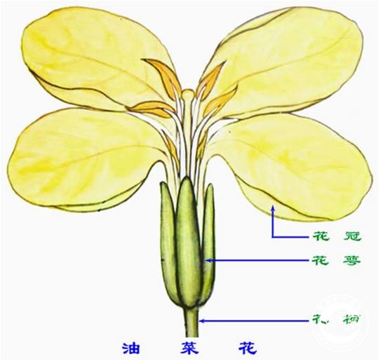            油菜花的组成