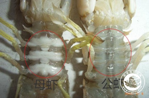 皮皮虾种类大全图解图片
