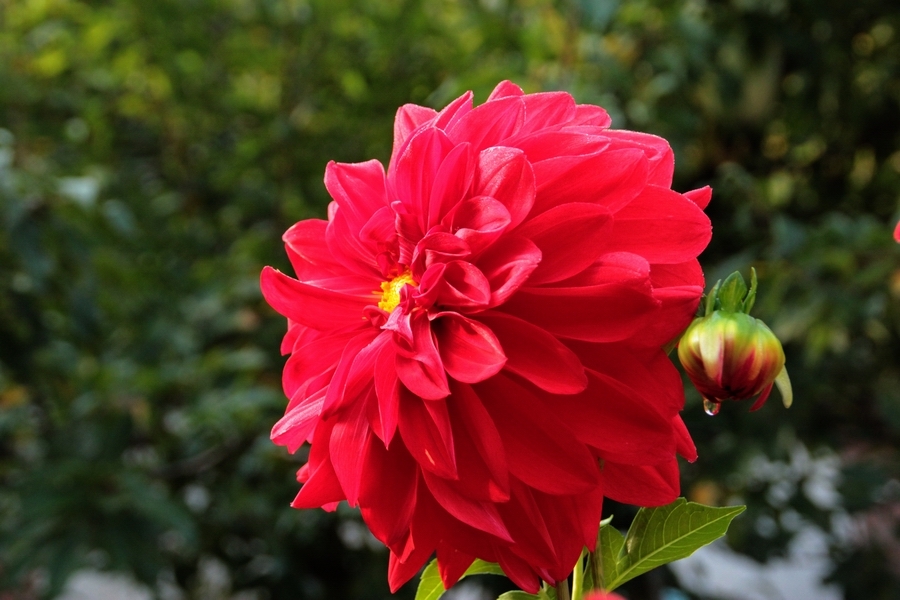 [国庆随手拍]秀水湾里农家院，花开时节醉人心8.jpg