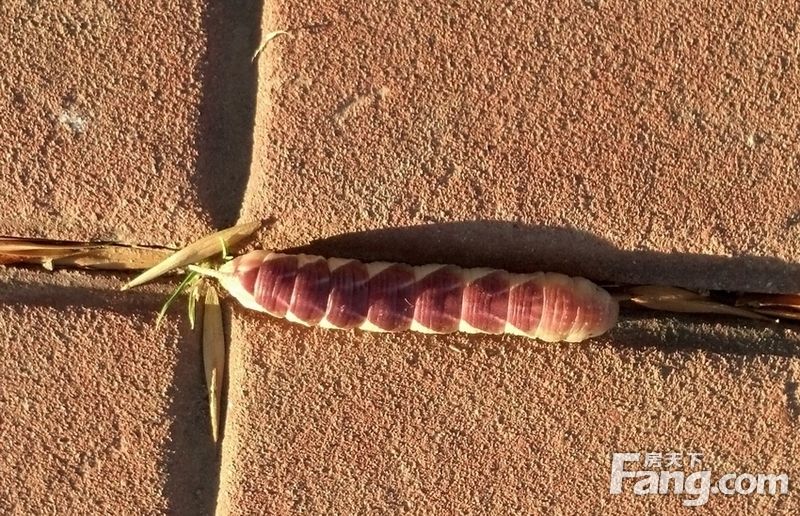  手机拍摄：有谁知道如此漂亮的虫子叫什么名呀？