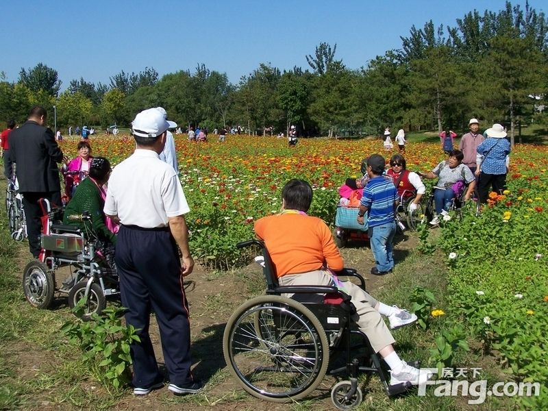 【国庆随手拍】北园花海红似火，巧遇轮椅赏花团： 