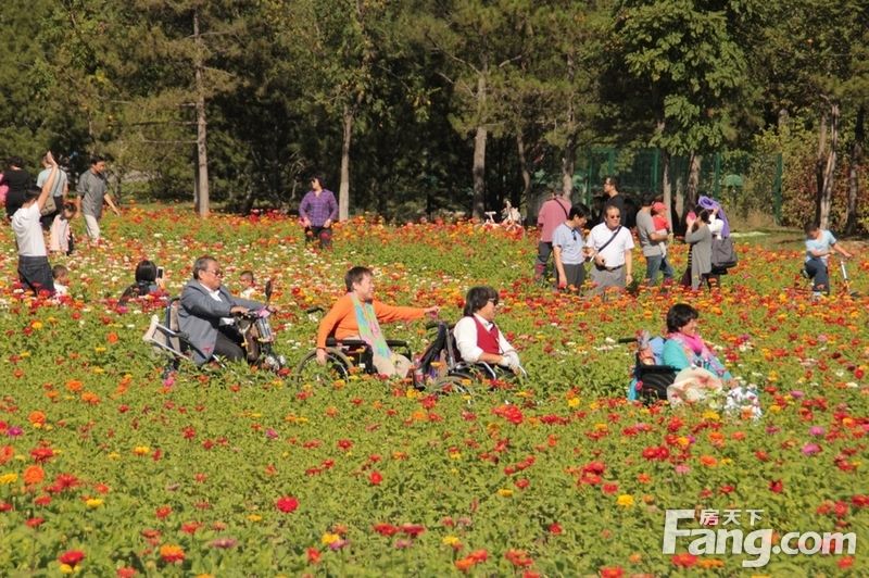 【国庆随手拍】北园花海红似火，巧遇轮椅赏花团： 