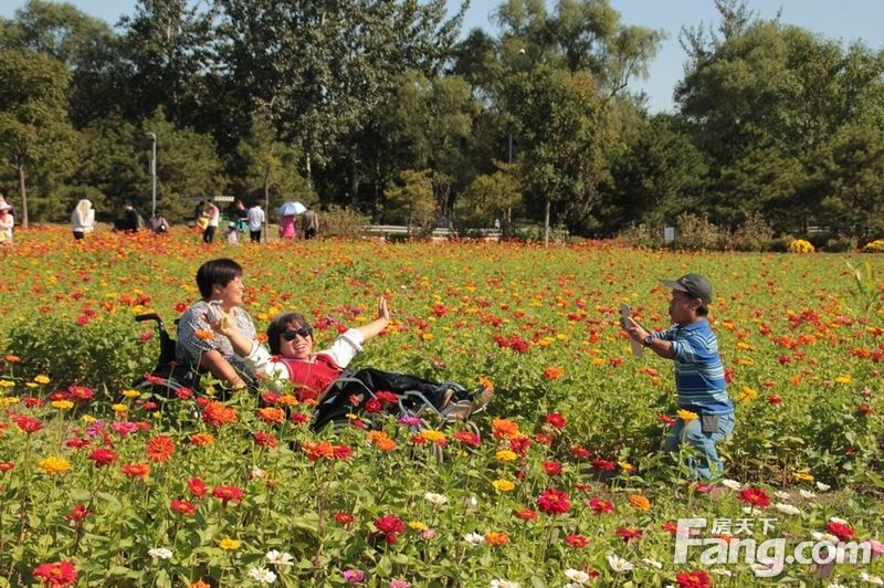 【国庆随手拍】北园花海红似火，巧遇轮椅赏花团： 