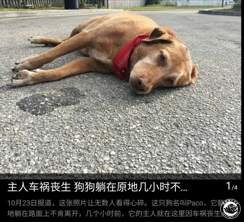 主人车祸丧生狗狗躺在原地几小时不肯离去这张照片让无数人看得心碎这