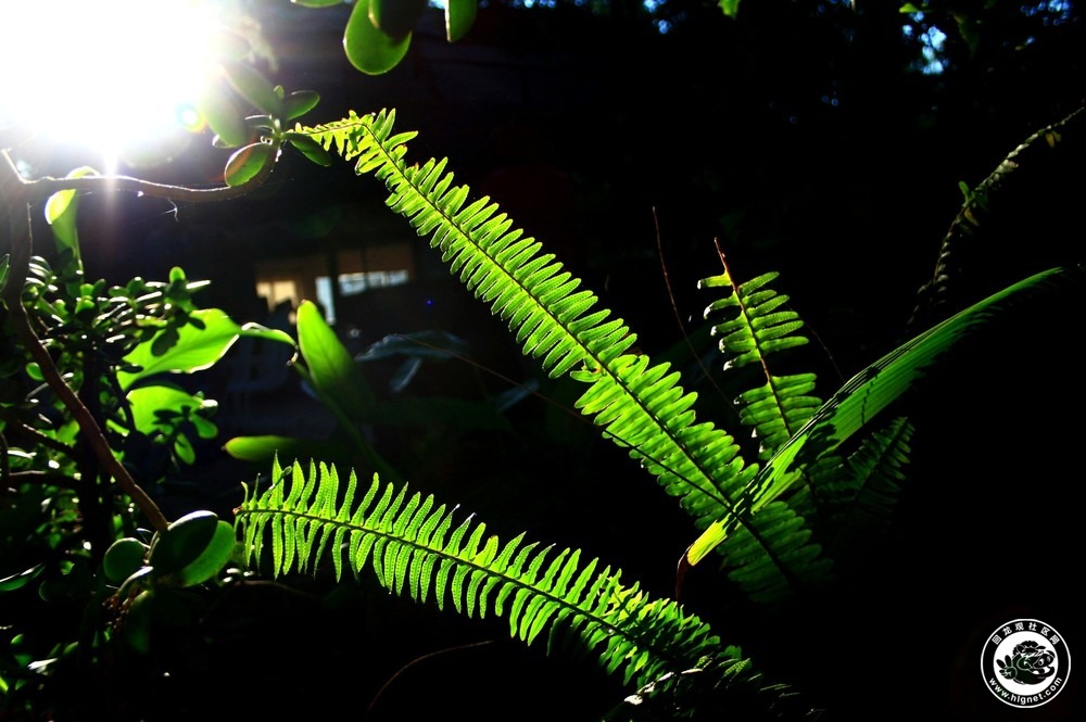 庭院俯瞰哈拉雷和植物园20121113 014_副本_副本.jpg