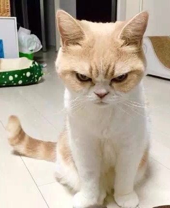 猫咪生气表情包闷气图片