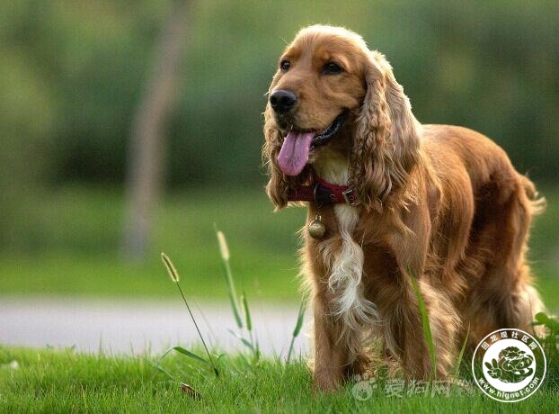 挑选可卡犬必须了解的知识