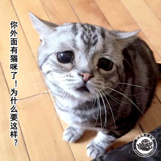 猫咪.jpg