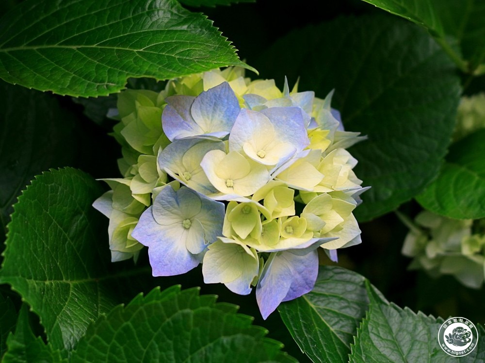 Hydrangeas.jpg