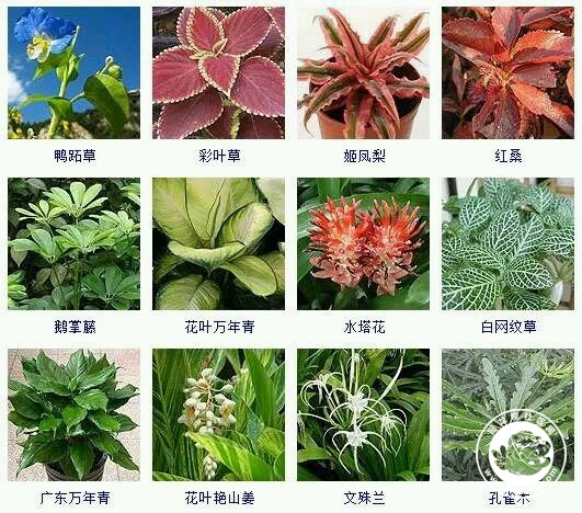 植物盆栽名称及图片图片