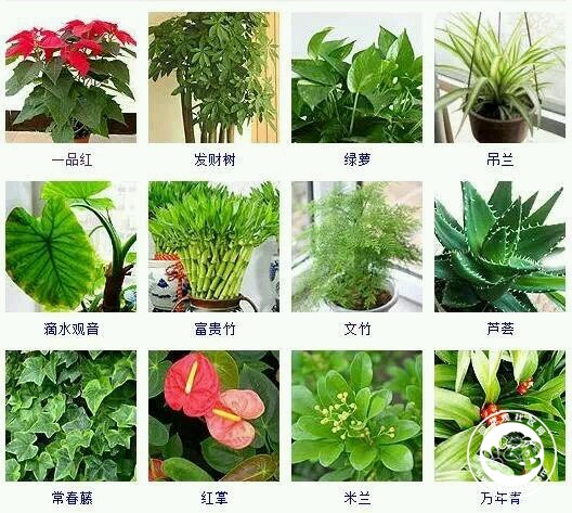 植物名称及图片盆栽图片