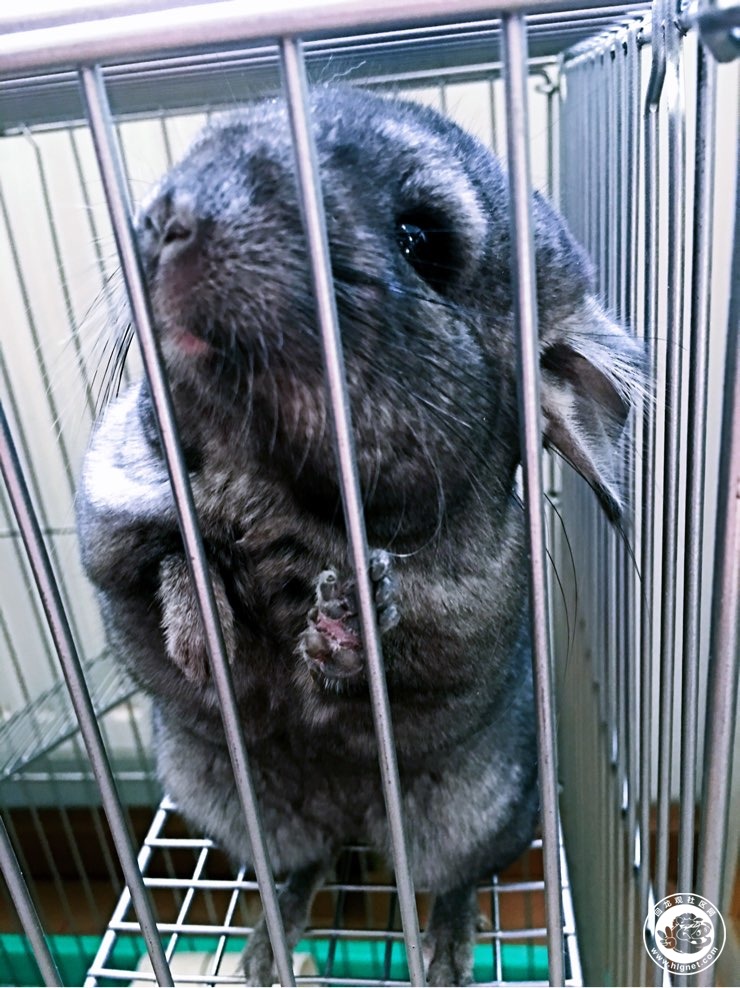 丝绒黑龙猫mm转让