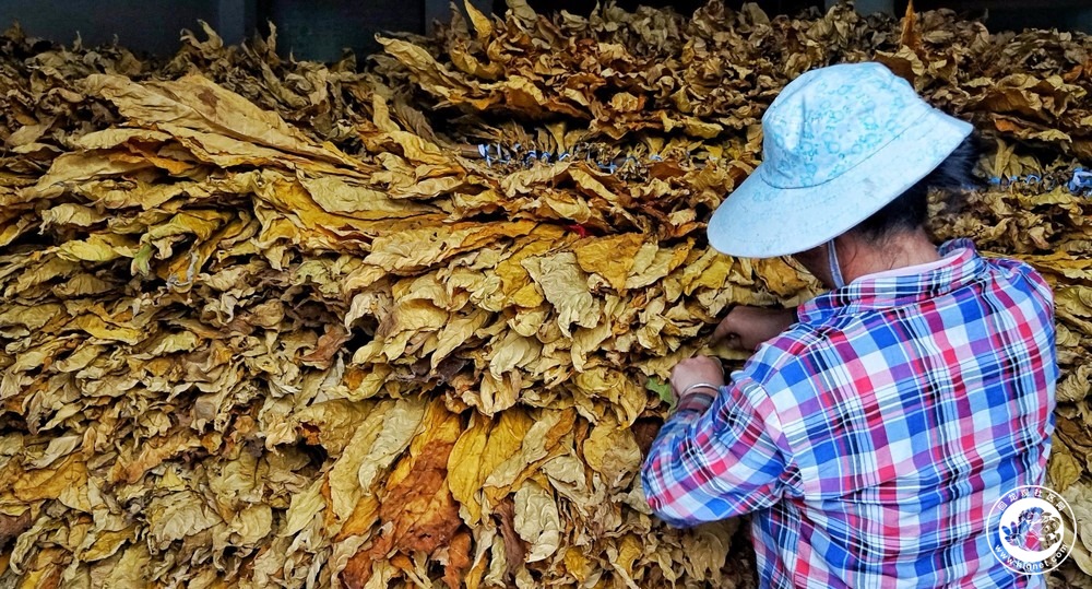 烤煙葉的農民