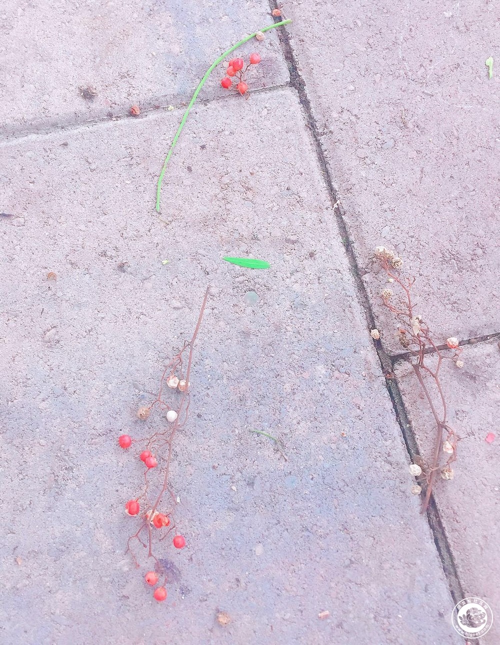 20180115070355_42.jpg 花椒.jpg