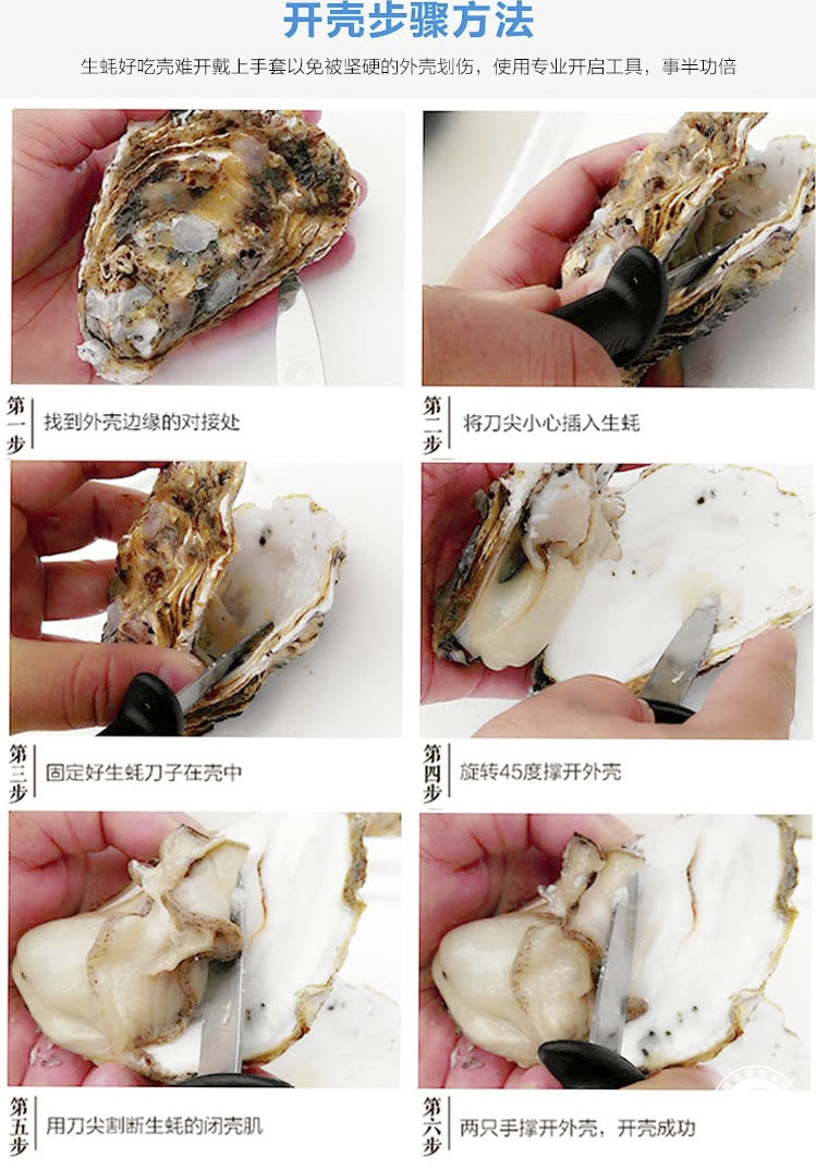 生蚝结构示意图图片