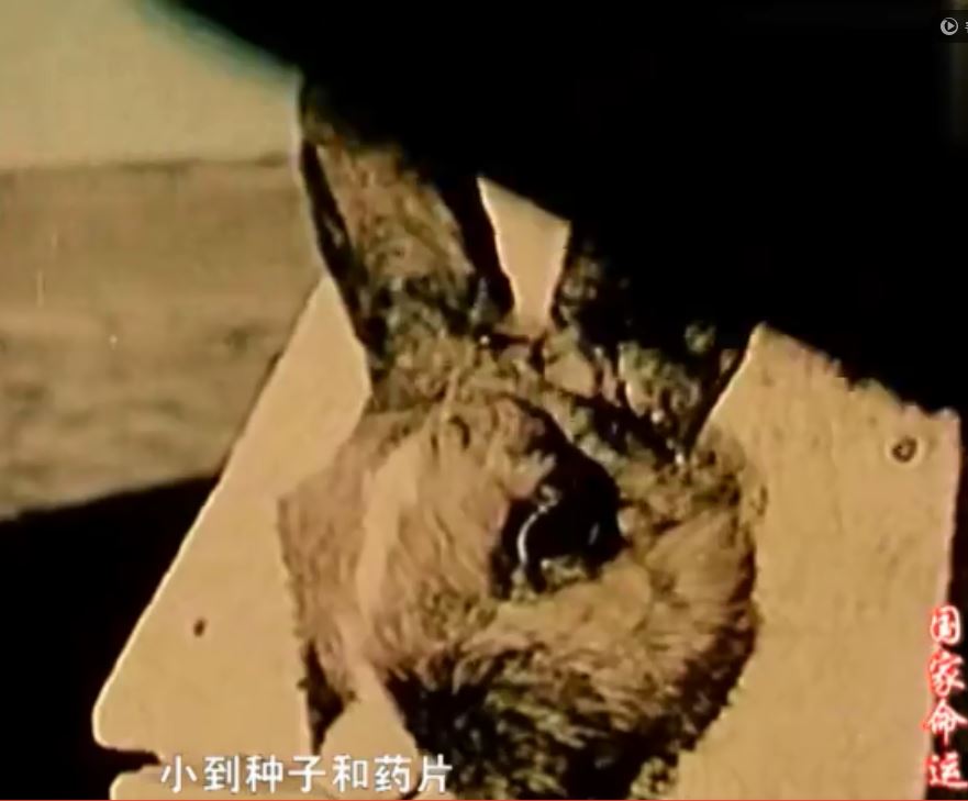 核试验效应物1.JPG